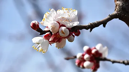 Kale'de Kayısı Ağaçları Mevsime Meydan Okuyor: Çiftçiyi Tedirgin Eden Görüntü!