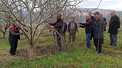 Kale'de Meyve Üreticisine Budama Dersi: Yanlış Budama Verimi Düşürüyor!
