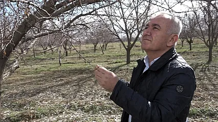 Kayısı Üreticisine Kötü Haber: Rekolte Beklentisi Düştü!