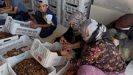 Kayısıda Tüccar Oyunu! Fiyatlar Dibi Gördü