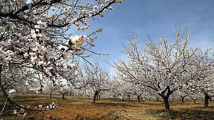 Kayısının Başkenti Malatya'da Doğa Her Mevsim Yeniden Canlanıyor!