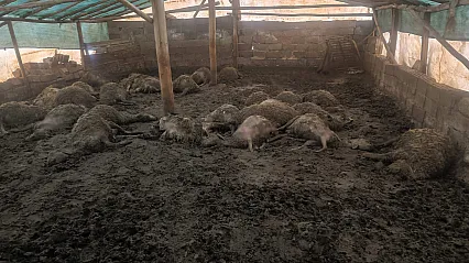 Malatya Arguvan'da Kurt Dehşeti! Bir Gecede 40 Koyun Telef Oldu