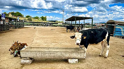 Malatya Canlı Hayvan Pazarı'nda Bayram Dengesi!