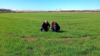 Malatya'da Altın Sarısı Başaklar Mercek Altında: Buğday Tarlalarında Hastalık Nöbeti!