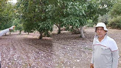 Malatya'da Bahçelerden Ceviz Çıkıyor! Hasat Zamanı Geldi
