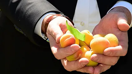 Malatya'da Bahçelere Girildi! Geçen Yıl Tek Bir Tane Bile Yoktu, Bugün  Hasat Başladı