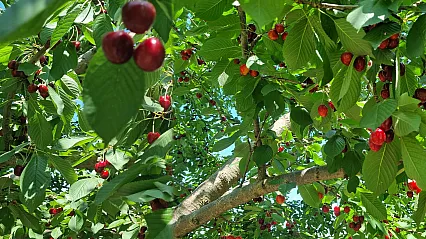 Malatya'da Dalbastı Kirazında Hasat Başladı! İşçi Çıkmazı Sürüyor