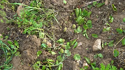 Malatya'da Dolu Bilançosu Ağır! Üreticiler Destek Bekliyor