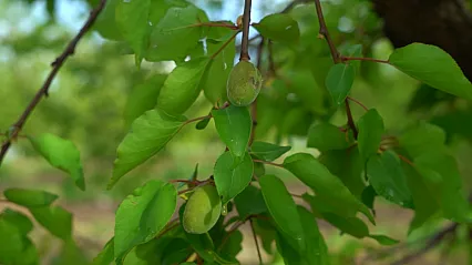 Malatya'da Dolu Kabusu! 7 İlçede Kayısı Zarar Gördü