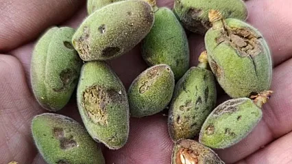 Malatya'da Dolu Tarım Arazilerini Vurdu! Vali Yavuz'dan Hasar Tespiti Talimatı