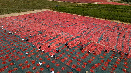 Malatya'da Domatesler Tarladan Çıkıp Türkiye'yi Geziyor!
