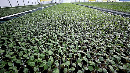 Malatya'da Fide Dağıtımı İçin Başvuru Tarihleri Netleşti!