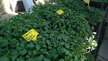 Malatya'da Fide Sezonu Açıldı! İşte En Çok Satılan Ürünler