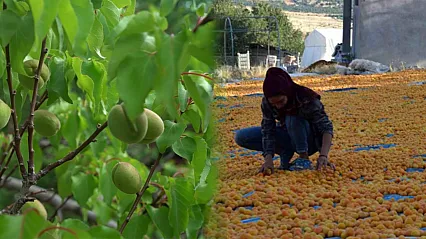 Malatya'da Gözler Hasat Sezonunda! İşçinin Günlük Yevmiyesi Ne Kadar?