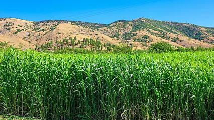 Malatya'da Hasadı Yapıldı, Verimi Şaşırttı! Süt Üretiminde Dikkat Çeken Artış