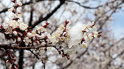 Malatya'da Kar Mesaisi! Üretici Don Riskine Karşı Teyakkuzda