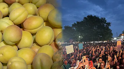 Malatya'da Kayısı Festivali Coşkusu Başlıyor