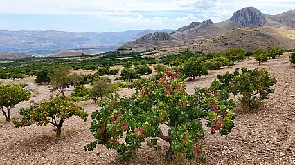 Malatya'da Kayısıya Alternatif Olarak Ekildi, Yıllar Sonra Gelir Kapısı Oldu!