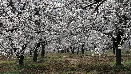 Malatya'da Kritik Hafta Sonu Uyarısı! Kayısı İçin Zirai Don Alarmı!
