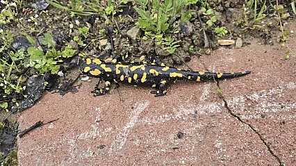 Malatya'da Nadir Görülüyor! Gündüzbey'de Ortaya Çıkan O Canlı Heyecan Yarattı!