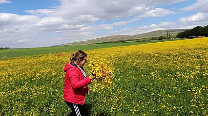Malatya'da Sarı Çiçek Şöleni! Palanga Mahallesi Altın Sarısına Büründü
