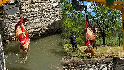 Malatya'da Sulama Havuzuna Düşen Gebe İnek 2 Saatte Kurtarıldı!