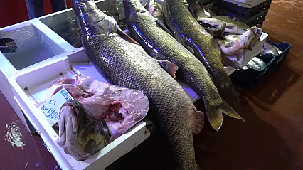 Malatya'da Tezgah Dar Geldi: 2 Metre 20 Santim Boyundaki Dev Balığı Görenler İnanamıyor