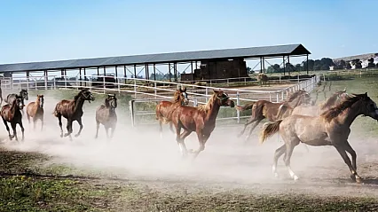 Malatya'da TİGEM Safkan Arap Tayı Satışları Başlıyor!