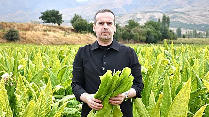 Malatya'da Tütün Üreticisi İsyanda! Fiyatlar Geriledi