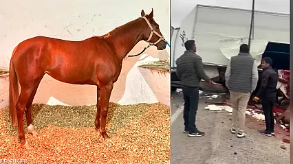 Malatya'da Yarış Atlarını Taşıyan Araç Devrildi! Heyfa Hayatını Kaybetti, Rotoractor Yaralı