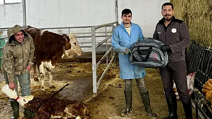 Malatya'da 'Yaşasın Buzağılar' Projesi Hayata Geçirildi!