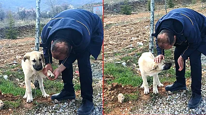 Malatya'da Yürek Isıtan Anlar: Köpeğin Ayağındaki Taşı Şoför Çıkardı
