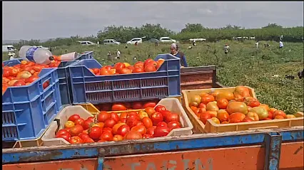 Malatya'da Zarar Eden Çiftçinin Tonlarca Ürünü Tarlada Ücretsiz Dağıtılıyor