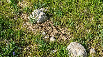 Malatya Darende'de Taşların Arasında Engerek Yılanı Görüldü