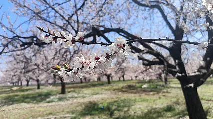 Malatya Doğanşehir'de Kayısı Çiçekleri Görsel Şölen Başlattı!