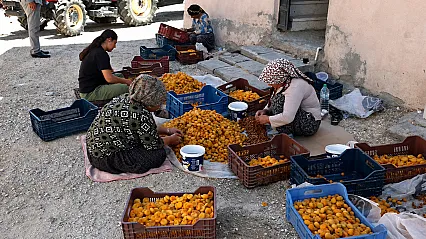 Malatya Kayısısında Fiyat Krizi! Üretici TMO'yu Göreve Davet Etti