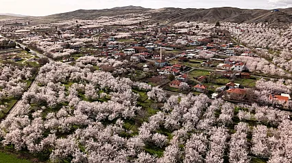 Malatya Kayısısında Kritik Süreç: Asıl Risk Yağışlar!