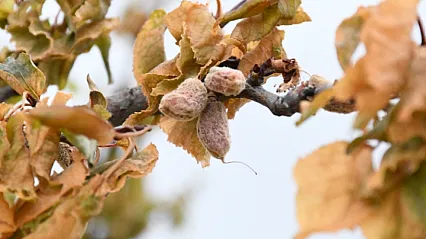 Malatya'nın 2025 Don Travması! Tam 1 Yıl Oldu