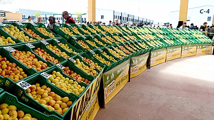 Malatya'nın Altın Meyvesi Yarıştı! En İyi Yaş Kayısı Üreticileri Açıklandı