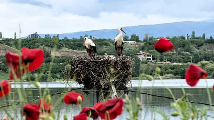 Malatya Semalarında Yavru Leylekler Ortaya Çıktı!
