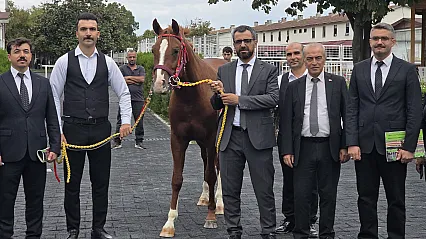 Malatya Sultansuyu'nun Elit Tayları Açık Artırmada Büyük İlgi Gördü!
