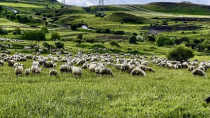 Malatya Yayla Sezonunu Açtı! Küçükbaş Yetiştiricileri Zorlu Sürece Hazırlanıyor