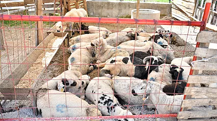 Malatya Yeşilyurt'ta Kurban Bayramı Öncesi Yoğun Mesaisi!