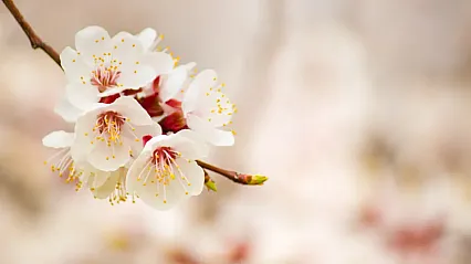 Malatyalı Çiftçilerin Dikkatine! O Tarih İçin Zirai Don Uyarısı Yapıldı!