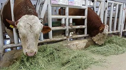 Sultansuyu İşletmesi'nde Giriş-Çıkışlar Şap Hastalığından Durduruldu!
