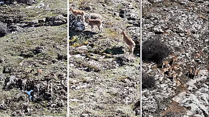 Vali Yavuz:  Yaban Hayatı Gelecek Kuşaklara Mirasımızdır