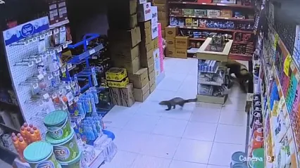 Yeşilyurt'ta Gülümseten Kovalamaca: Davetsiz Misafir Sansar Marketi Birbirine Kattı!