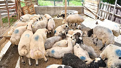 Yeşilyurt'ta Kurban Bayramı Öncesi Hazırlıklar Yoğunlaştı!