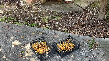 Alanya'da İnanılmaz Tablo! Bir Zamanlar Para Basıyordu, Şimdi Alana Bedava!