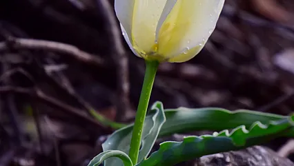 Bilim Dünyası Bu Keşfi Konuşuyor! Malatya'nın Gizli Hazinesi Ortaya Çıktı
